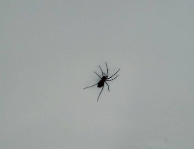 Pantropik bir avcı örümceği beyaz bir arka plana karşı bir duvarda oturuyor..