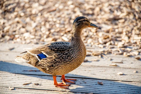 Stockente Auf Einer Strandpromenade Der Sonne Von Der Seite Fotografiert — Stockfoto