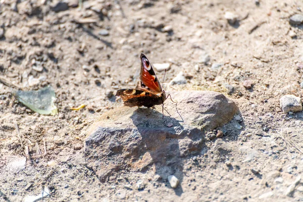 Red Butterfly Pattern Wings Sitting Stone Sun Casting Distinct Shadow — Stock Photo, Image