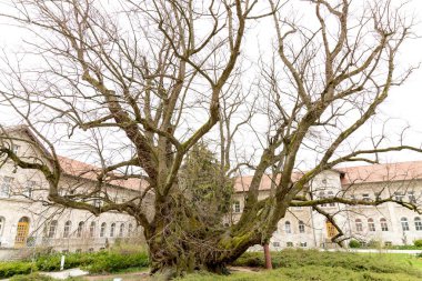 Kaiser Lothar kireç ağacı, Aşağı Saksonya 'daki en eski kireç ağacı, sadece çok çeşitli AIDS' lerle hayatta kalıyor..