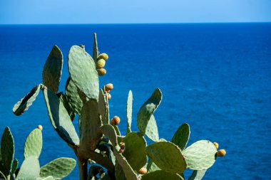 Olgunlaşan meyvelerle dolu yeşil dikenli armut kaktüsü berrak bir gökyüzünün altında mavi bir deniz ufkunun üzerinde duruyor..