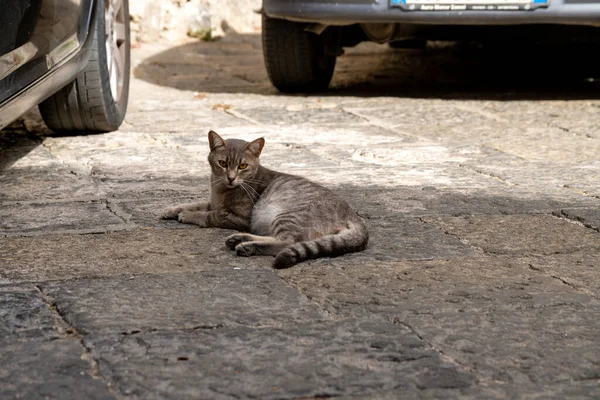 Gri bir tekir kedi, bir avluda güneşli taş kaldırımda uzanmış, rahat duruşu ve parlak gözleriyle kameraya doğru bakıyor..