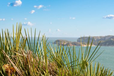 Keskin kıyı otları ön zemini doldururken yumuşak bulanık turkuaz bir deniz, kayalık bir pelerin ve uzak bir uçurum da berrak bir gökyüzünün altında oturur..