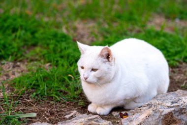 Beyaz kedi, pürüzsüz kayaların yanında kuru toprakta dinleniyor. Yeşil çimenler ve yabani otlar, açık havada, gün ışığında hayvanın arkasında yumuşak bir odak noktası oluşturuyor..