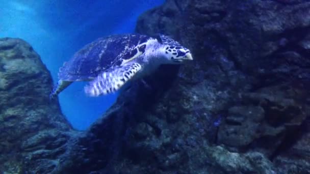 Blaue Meeresschildkröte. Meeresschildkröte mit blauem Panzer, blassgelbem Bauch und gefleckten Pfoten schwimmt an Felsen vorbei. — Stockvideo