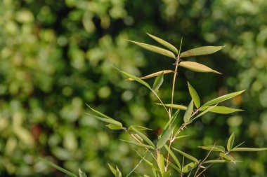 Bambu yaprakları güneş ışığıyla aydınlatılmış. Odaklanamayan doğa arka planı.