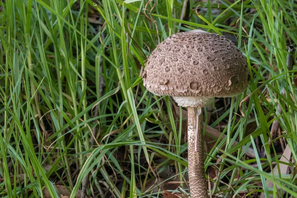 Macrobiota Procera Mushroom Grows Forest Close View — Stock Photo, Image