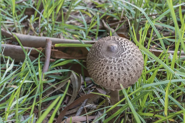 Mushroom Parasol Macrolepiota Procera Green Grass Forest — Stock Photo, Image