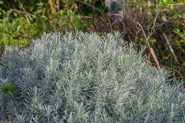 Lavanta bitkisi sebze bahçesinde yetişir.