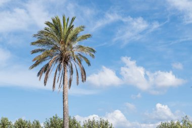# Mavi gökyüzünde palmiye ağacı # # Yazın beyaz bulutlarla #