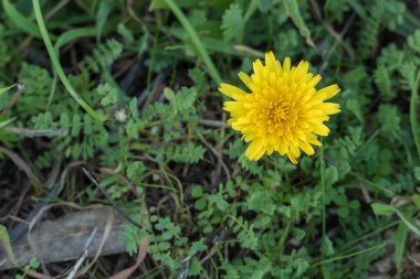 Taraxacum officinale ya da karahindiba çiçeği. Açık havada gün ışığında üstten görünüyor.