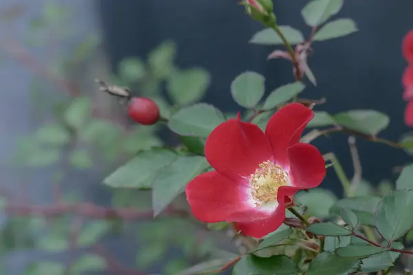 Blomma Nypon Rosa Eglanteria Närbild Utomhus Med Dagsljus — Stockfoto