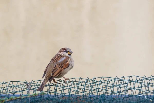 Kuş Yaygın Serçe Kışın Tel Üzerinde Tünedi — Stok fotoğraf