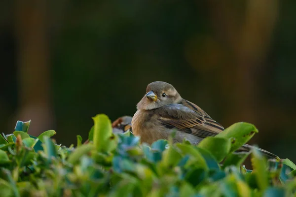 Pardal Pássaro Empoleirado Uma Cerca Olha Para Câmera — Fotografia de Stock