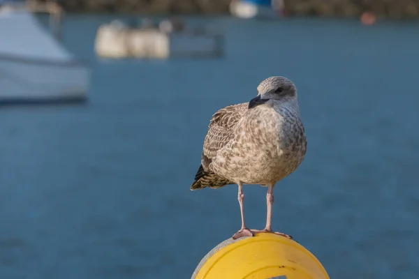 Gaivota Uma Bóia Mar Espanha — Fotografia de Stock