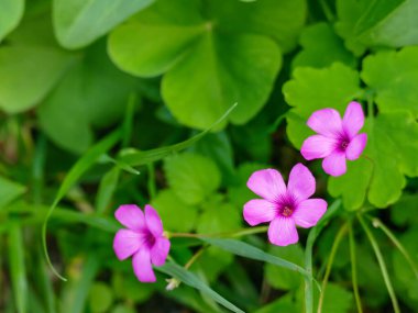 Çiçekler Oxalis articulata doğal gün ışığı ile yakın görünüm