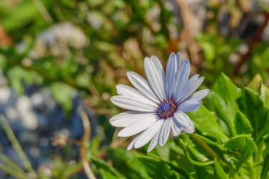 Çiçek Mavi Gözlü Daisy güneş ışığıyla yakın görüş Osteospermum bitkisi