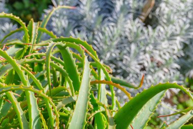 Güneşli bir günde bahçedeki aloe vera bitkilerinin dalları