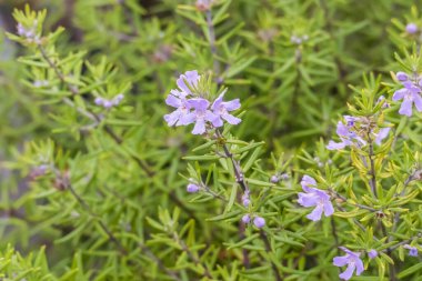 Westringia Longifolia Wynyabbie Mücevherleri