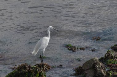 Egretta Garzetta ya da deniz kenarındaki bir kayanın üzerindeki küçük balıkçıl