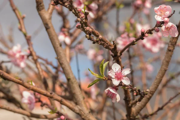 peach tree or prunus persica blossom with leaves sprouting outdoor