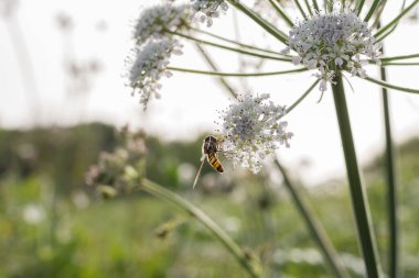 Beyaz çiçeklerin üzerine tünemiş uçan sinekgiller.