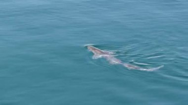 köpek balığı scyliorhinus canicula açık deniz yüzeyinde