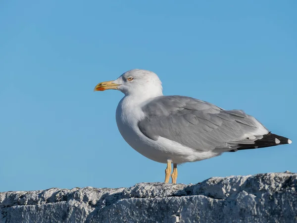 Herring Gull Seen Close Daylight Blue Sky Background Larus Argentatus — Stock Photo, Image