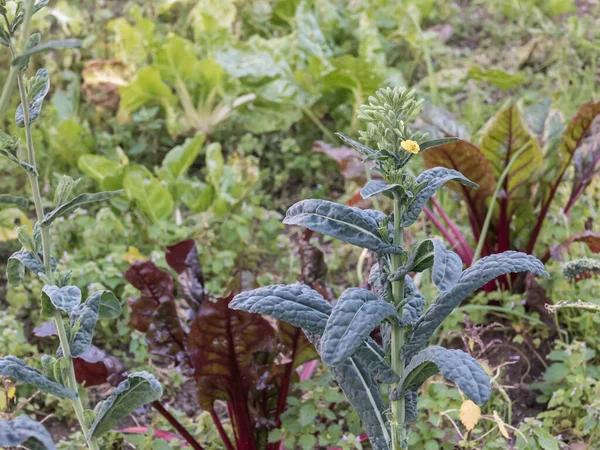 Cavolo Nero Plant Brassica Oleracea Palmifolia Vegetable Plot Outdoors — Stock Photo, Image