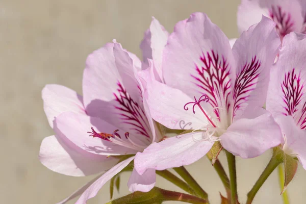 Makro Widok Pistil Pelargonii Graveolens Kwiaty Światłem Słonecznym Zewnątrz — Zdjęcie stockowe