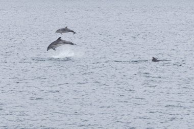 Bir çift yunus aynı anda Galiçya 'nın Vigo Körfezi' nde atlıyor. İspanya Şişe Burunlu Yunus.