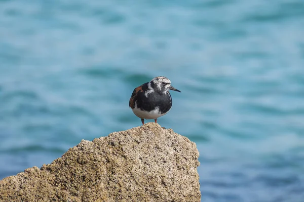 Ruddy Turnstone Perched Sea Out Focus Background — Stock Photo, Image