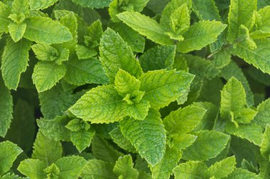 spearmint plants growing outdoor in a garden seen from above clipart