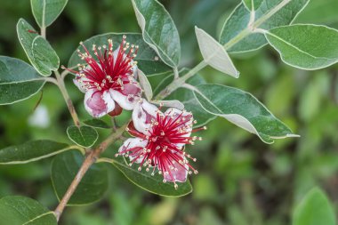 ananas guava çiçekleri açık hava feijoa bitkisinin manzarasını kapatır