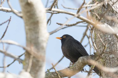 Turdus merula kuşu veya baharda bir ağaç dalına tünemiş sıradan bir karatavuk.