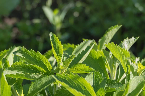 Closeup View Stevia Leaves Sunlight Them Outdoors — Stock Photo, Image