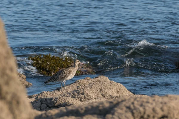 Whimbrel Bird Seen Profile Rocks Day Next Sea Spring — Φωτογραφία Αρχείου