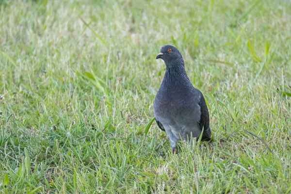鳩は正面から見た公園の草の上を歩き — ストック写真