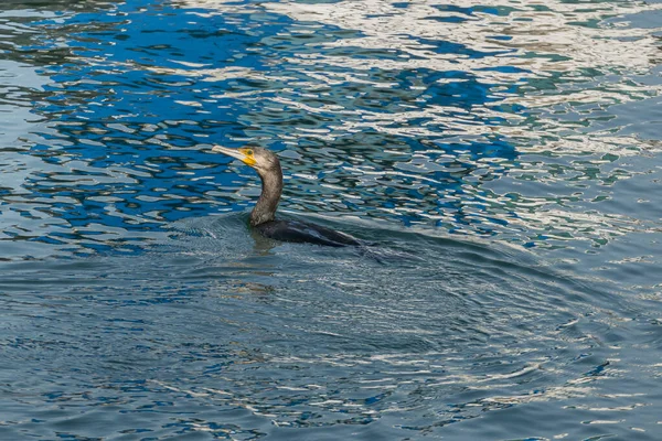 Вид Пірсу Курортного Плавання Під Час Риболовлі Фалокрокоракса — стокове фото