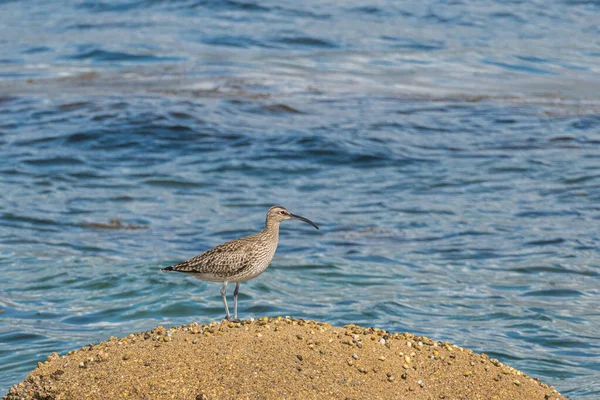 Torbellino Pájaro Una Roca Con Mar Fuera Foco Fondo — Foto de Stock