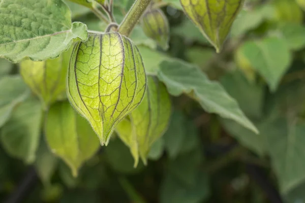 Bitki Örtüsünde Yetişen Peruviana Meyvesinin Makro Görüntüsü — Stok fotoğraf