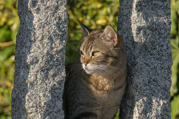 Gato Visto Cerca Entre Dos Columnas Piedra Atardecer Aire Libre —  Fotos de Stock