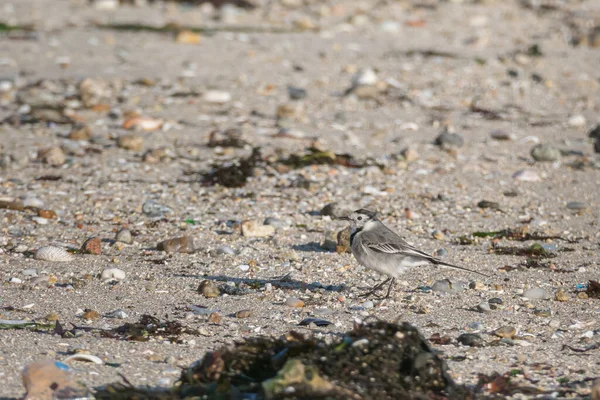 Ave Lavandera Camina Sobre Arena Playa Día Soleado — Foto de Stock