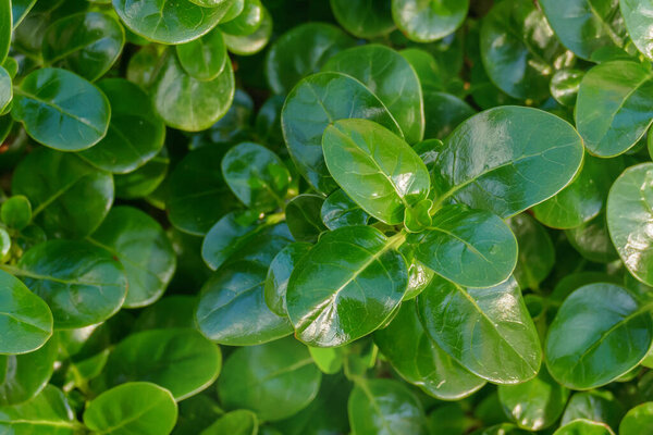 close-up of plant leaves shiny leaf with sunlight outdoor