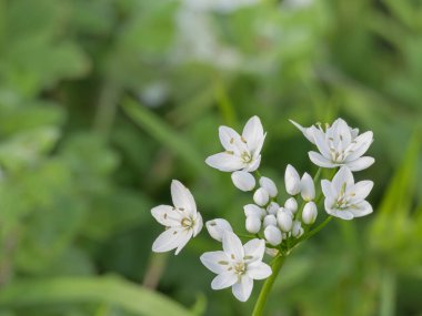 Bitkinin üzerindeki sarımsaklı Napoli çiçekleri. Dışardaki bitkilerin arka planında doğal ışık var.