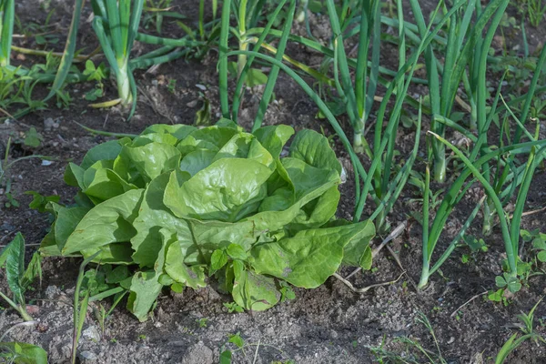 Lettuce Plant Growing Other Plants Outdoors Seen Close Sunlight — Stock Photo, Image