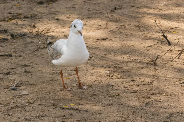 One Seagull Black Headed Gull Seen Close Standing Ground Shore — Stock Photo, Image