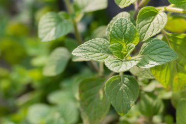 Oregano bitkisinin açık havada güneş ışığıyla büyüyen yapraklarının detaylı görüntüsü