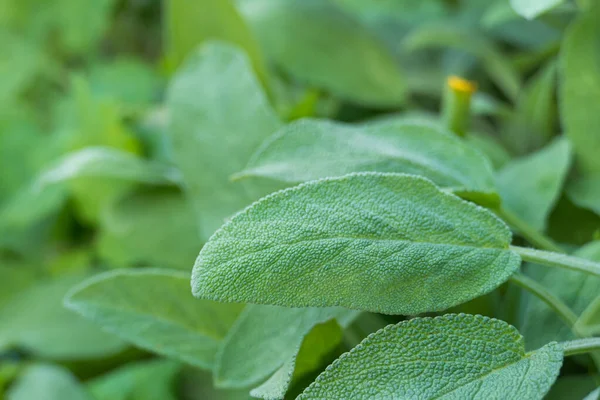 Close View Sage Leaves Growing Outdoors Sunlight — Stock Photo, Image