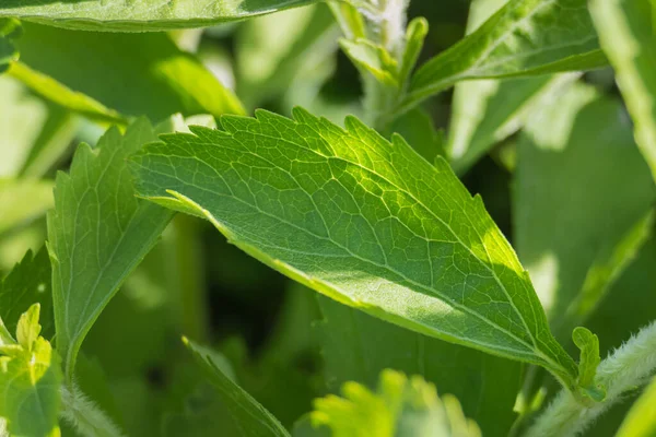 Bitkinin Üzerinde Sinirleri Damarları Arka Lambası Olan Bir Stevia Yaprağının — Stok fotoğraf